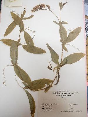  (Lathyrus hasslerianus - IBOLChalupLathy-29)  @11 [ ] Copyright (2017) IBONE Northeast Institute of Botany