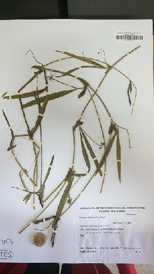 (Lathyrus macrostachys - IBOLChalupLathy-39)  @11 [ ] Copyright (2017) IBONE Northeast Institute of Botany