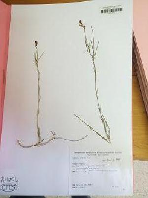  (Lathyrus subulatus - IBOLChalupLathy-5)  @11 [ ] Copyright (2017) IBONE Northeast Institute of Botany