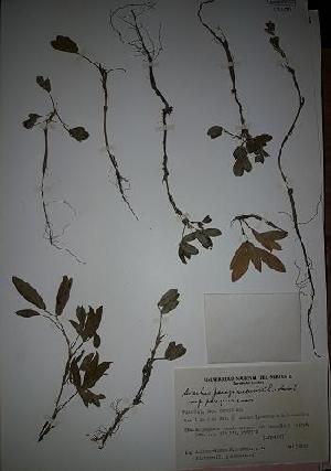  (Arachis paraguariensis - IBOLOrtizAra-16)  @11 [ ] Copyright (2017) IBONE Northeast Institute of Botany