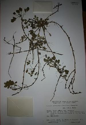  (Arachis pusilla - IBOLOrtizAra-2)  @11 [ ] Copyright (2017) IBONE Northeast Institute of Botany