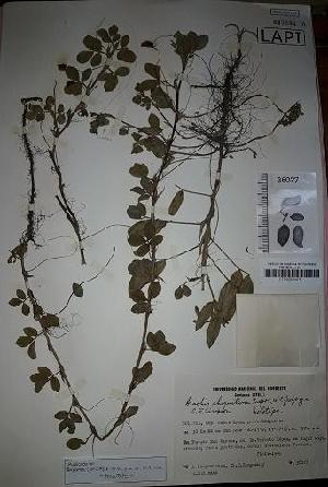  (Arachis chiquitana - IBOLOrtizAra-5)  @11 [ ] Copyright (2017) IBONE Northeast Institute of Botany