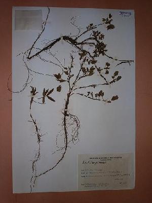  (Arachis diogoi hoehne - IBOLSeijoAra-114)  @11 [ ] Copyright (2017) IBONE Northeast Institute of Botany