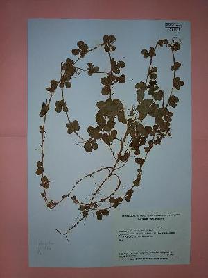  (Arachis cardenasii - IBOLSeijoAra-119)  @11 [ ] Copyright (2017) IBONE Northeast Institute of Botany
