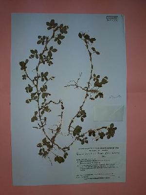  (Arachis trinitensis - IBOLSeijoAra-121)  @11 [ ] Copyright (2017) IBONE Northeast Institute of Botany