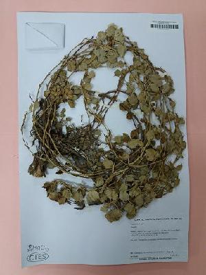  (Arachis sancticordiensis - IBOLSeijoAra-98)  @11 [ ] Copyright (2017) IBONE Northeast Institute of Botany