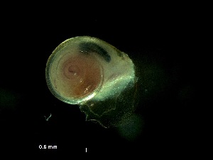  ( - Ahel_SN105_08_01)  @11 [ ] CreativeCommons - Attribution Non-Commercial Share-Alike (2017) Deborah Wall-Palmer Naturalis Biodiversity Center