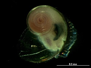  ( - Ahel_SN105_08_02)  @11 [ ] CreativeCommons - Attribution Non-Commercial Share-Alike (2017) Deborah Wall-Palmer Naturalis Biodiversity Center