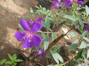  (Tibouchina urvilleana - B196)  @11 [ ] Copyright (2014) PHCDBS Pual Hebert Centre For DNA Barcoding AND Biodiversity Studies