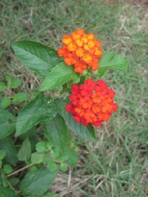  (Lantana horrida - B99)  @11 [ ] Copyright (2014) PHCDBS Paul Hebert Centre For DNA Barcoding And Biodiversity Studies