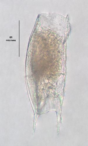  (Mytilina ventralis var. macracantha AEG2 - ECOCHZ-AG0884)  @12 [ ] Unspecified (default): All Rights Reserved  Unspecified Unspecified