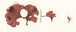 (Haraldiophyllum mirable - SCL17130)  @11 [ ] CreativeCommons - Attribution No Derivatives (2017) Sandra C. Lindstrom University of British Columbia