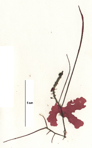  (Haraldiophyllum mirable - SCL17140)  @11 [ ] CreativeCommons - Attribution No Derivatives (2017) Sandra C. Lindstrom University of British Columbia