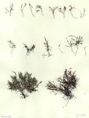  ( - SCL12459)  @11 [ ] CreativeCommons Attribution Non-Commercial No Derivatives (2019) Sandra Lindstrom University of British Columbia