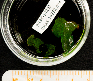  ( - BHAK-14252)  @11 [ ] CreativeCommons Attribution Non-Commercial No Derivatives (2025) Matt Lemay Hakai Institute