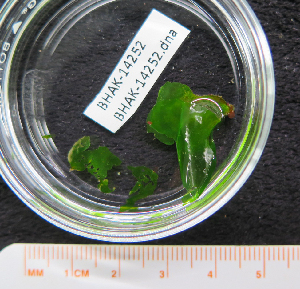  ( - BHAK-14252)  @11 [ ] CreativeCommons Attribution Non-Commercial No Derivatives (2025) Matt Lemay Hakai Institute