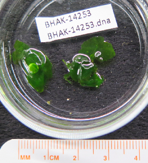  ( - BHAK-14253)  @11 [ ] CreativeCommons Attribution Non-Commercial No Derivatives (2025) Matt Lemay Hakai Institute