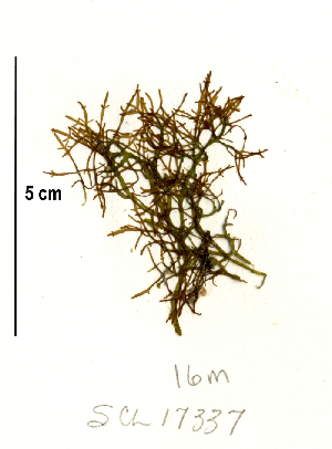  (Lomentaria hakodatensis - SCL17337)  @11 [ ] CreativeCommons - Attribution No Derivatives (2018) Sandra Lindstrom UBC