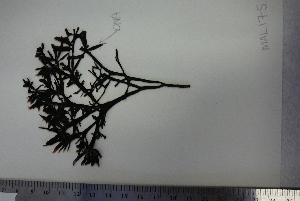  ( - MAL_175)  @11 [ ] CreativeCommons - Attribution No Derivatives (2018) Matt Lemay Hakai Institute