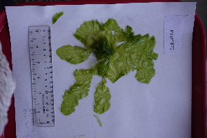  ( - PTM1872)  @11 [ ] CreativeCommons Attribution Non-Commercial No Derivatives (2019) Patrick T. Martone University of British Columbia