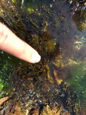  ( - PTM1897)  @11 [ ] CreativeCommons Attribution Non-Commercial No Derivatives (2019) Patrick T. Martone University of British Columbia