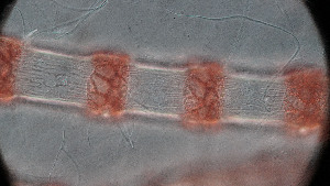  ( - PTM2373)  @11 [ ] CreativeCommons Attribution Non-Commercial No Derivatives (2024) Patrick Martone University of British Columbia