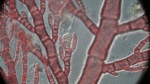  ( - PTM2380)  @11 [ ] CreativeCommons Attribution Non-Commercial No Derivatives (2024) Patrick Martone University of British Columbia