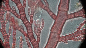  ( - PTM2380)  @11 [ ] CreativeCommons Attribution Non-Commercial No Derivatives (2024) Patrick Martone University of British Columbia