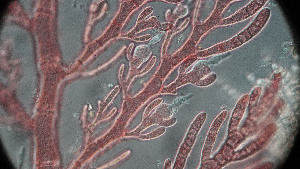  ( - PTM2380)  @11 [ ] CreativeCommons Attribution Non-Commercial No Derivatives (2024) Patrick Martone University of British Columbia