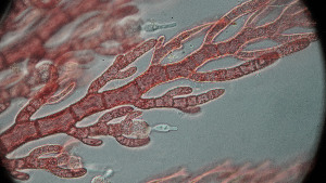  ( - PTM2380)  @11 [ ] CreativeCommons Attribution Non-Commercial No Derivatives (2024) Patrick Martone University of British Columbia