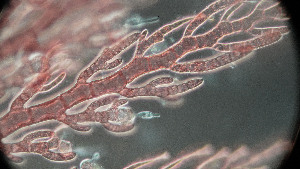  ( - PTM2380)  @11 [ ] CreativeCommons Attribution Non-Commercial No Derivatives (2024) Patrick Martone University of British Columbia