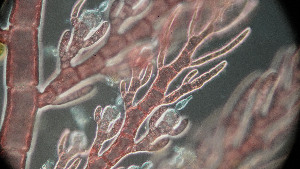  ( - PTM2380)  @11 [ ] CreativeCommons Attribution Non-Commercial No Derivatives (2024) Patrick Martone University of British Columbia