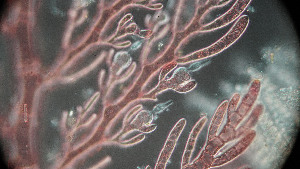  ( - PTM2380)  @11 [ ] CreativeCommons Attribution Non-Commercial No Derivatives (2024) Patrick Martone University of British Columbia