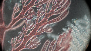  ( - PTM2380)  @11 [ ] CreativeCommons Attribution Non-Commercial No Derivatives (2024) Patrick Martone University of British Columbia