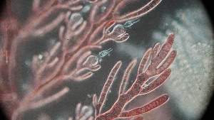  ( - PTM2380)  @11 [ ] CreativeCommons Attribution Non-Commercial No Derivatives (2024) Patrick Martone University of British Columbia