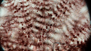  ( - BHAK-13218)  @11 [ ] CreativeCommons Attribution Non-Commercial No Derivatives (2024) Sandra Lindstrom University of British Columbia