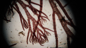  ( - BHAK-13306)  @11 [ ] CreativeCommons Attribution Non-Commercial No Derivatives (2024) Sandra Lindstrom University of British Columbia