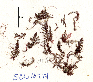  (Symphyocladia dendroidea - SCL16779)  @11 [ ] CreativeCommons - Attribution No Derivatives (2018) Sandra Lindstrom UBC