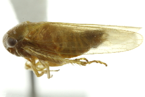  (Pachyopsis laeta - CNC#HEM402198)  @13 [ ] CreativeCommons - Attribution (2012) CBG Photography Group Centre for Biodiversity Genomics