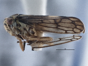  ( - CNC#HEM305646)  @13 [ ] CreativeCommons - Attribution (2014) CBG Photography Group Centre for Biodiversity Genomics