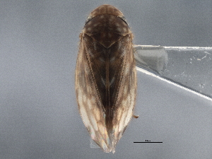  ( - CNC#HEM305741)  @11 [ ] CreativeCommons - Attribution (2013) CBG Photography Group Centre for Biodiversity Genomics