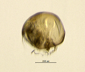  (Chydorus cf. sphaericus - BarCrust 113)  @12 [ ] CreativeCommons - Attribution Non-Commercial Share-Alike (2015) A. Hobæk Norwegian Institute for Water Research