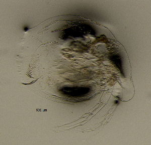  (Ceriodaphnia cf. megops - BarCrust 117)  @11 [ ] CreativeCommons - Attribution Non-Commercial Share-Alike (2015) A. Hobæk Norwegian Institute for Water Research