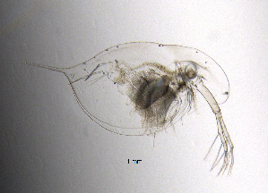  (Daphnia lacustris - BarCrust 127)  @13 [ ] CreativeCommons - Attribution Non-Commercial Share-Alike (2015) A. Hobæk Norwegian Institute for Water Research