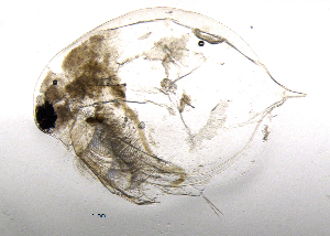  (Daphnia cf. pulex - BarCrust 138)  @13 [ ] CreativeCommons - Attribution Non-Commercial Share-Alike (2015) A. Hobæk Norwegian Institute for Water Research