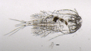  ( - BarCrust 171)  @11 [ ] CreativeCommons - Attribution Non-Commercial Share-Alike (2015) A. Hobæk Norwegian Institute for Water Research