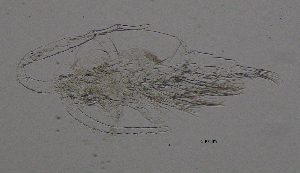  (Mixodiaptomus - BarCrust 176)  @11 [ ] CreativeCommons - Attribution Non-Commercial Share-Alike (2015) A. Hobæk Norwegian Institute for Water Research