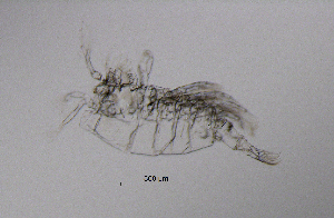  ( - BarCrust 197)  @11 [ ] CreativeCommons - Attribution Non-Commercial Share-Alike (2015) A. Hobæk Norwegian Institute for Water Research