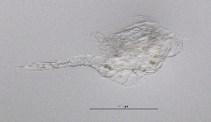  ( - BarCrust 219)  @11 [ ] CreativeCommons - Attribution Non-Commercial Share-Alike (2015) A. Hobæk Norwegian Institute for Water Research