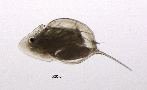  (Daphnia cristata - BarCrust 233)  @12 [ ] CreativeCommons - Attribution Non-Commercial Share-Alike (2015) A. Hobæk Norwegian Institute for Water Research